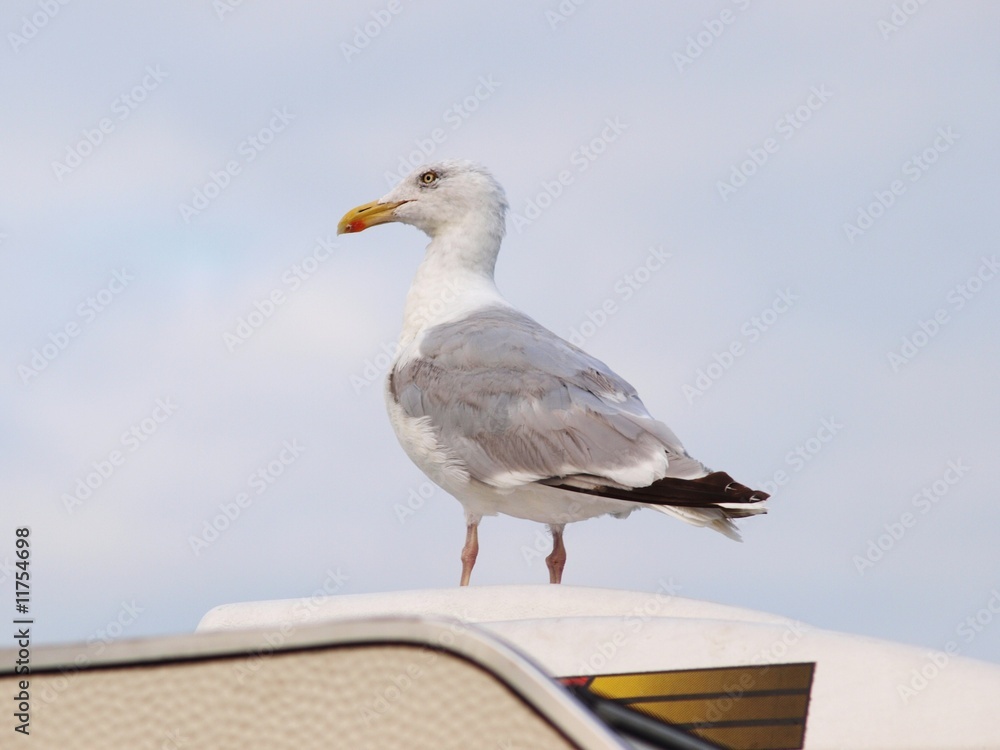 Obraz premium große Möwe