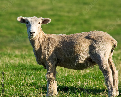 Shorn Sheep