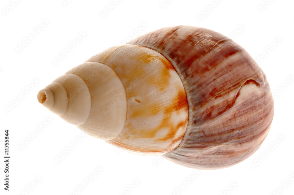 Seashell isolated on white background Seashell isolated on white background