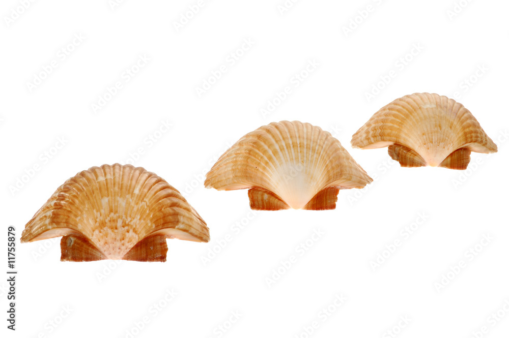 Seashells isolated on white background Seashells isolated on white background