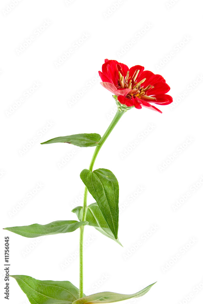 zinnia isolated on white zinnia isolated on white