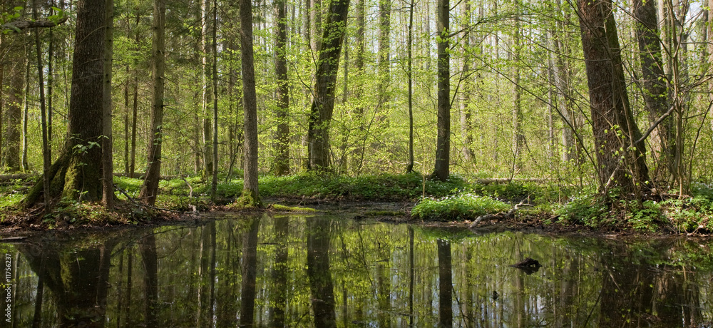 Obraz premium Springtime alder bog stand of Bialowieza Forest