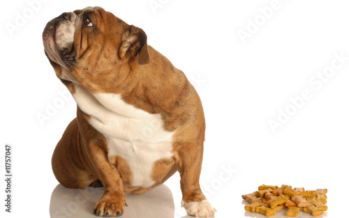 bulldog turning her nose up at large pile of dog bones