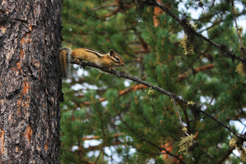 Chipmunk on the pine in the evergreen forest © Alina