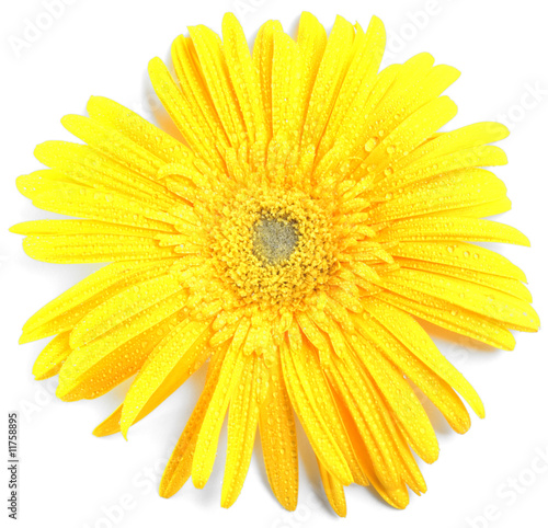 gouttelettes sur pétales de fleur jaune de gerbera