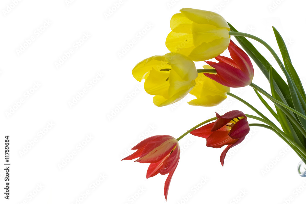 Naklejka premium Tulips