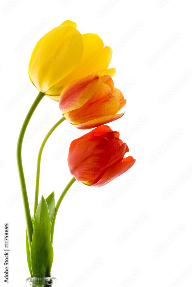 Tulips