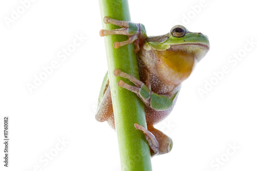 Tree frog