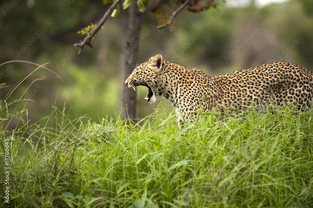 Leopard in Kruger park