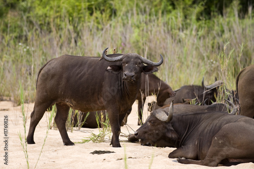 Buffalo bull in Kruger park © senai aksoy