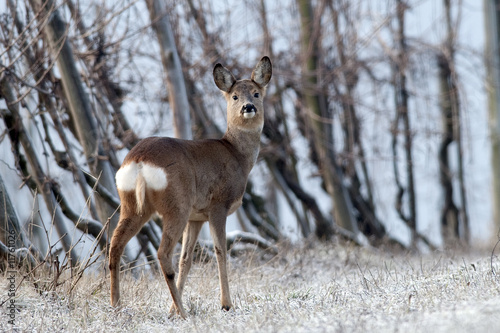 Roe deer © mdalla