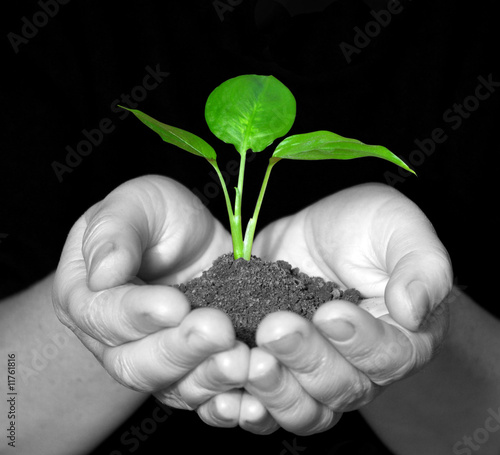 Fényképezés plant in hands