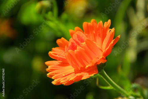 Ringelblume - calendula 17