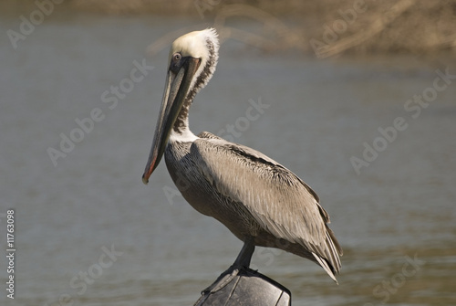 Brown pelican resting © Otto