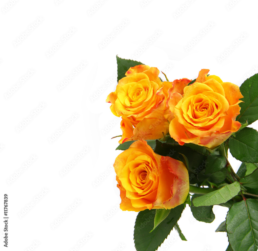 Beautiful roses on a white background with space for copy