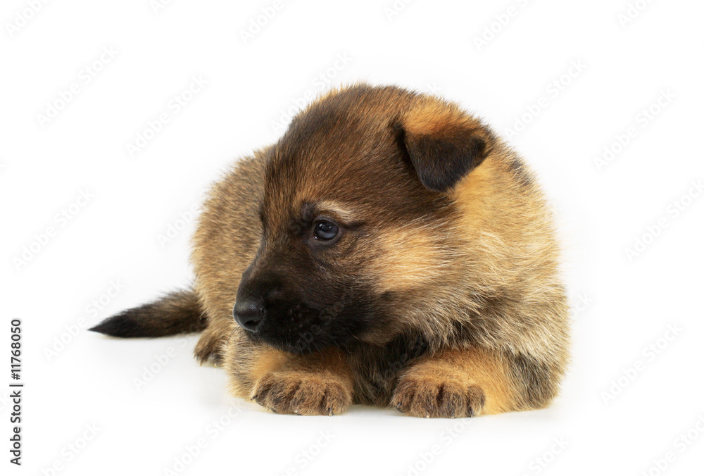 Fototapeta premium laying sheep-dogs puppy isolated on white background