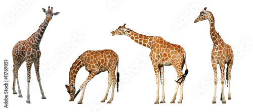 Fototapeta Naklejka Na Ścianę i Meble -  Four giraffes