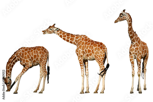 Three giraffes