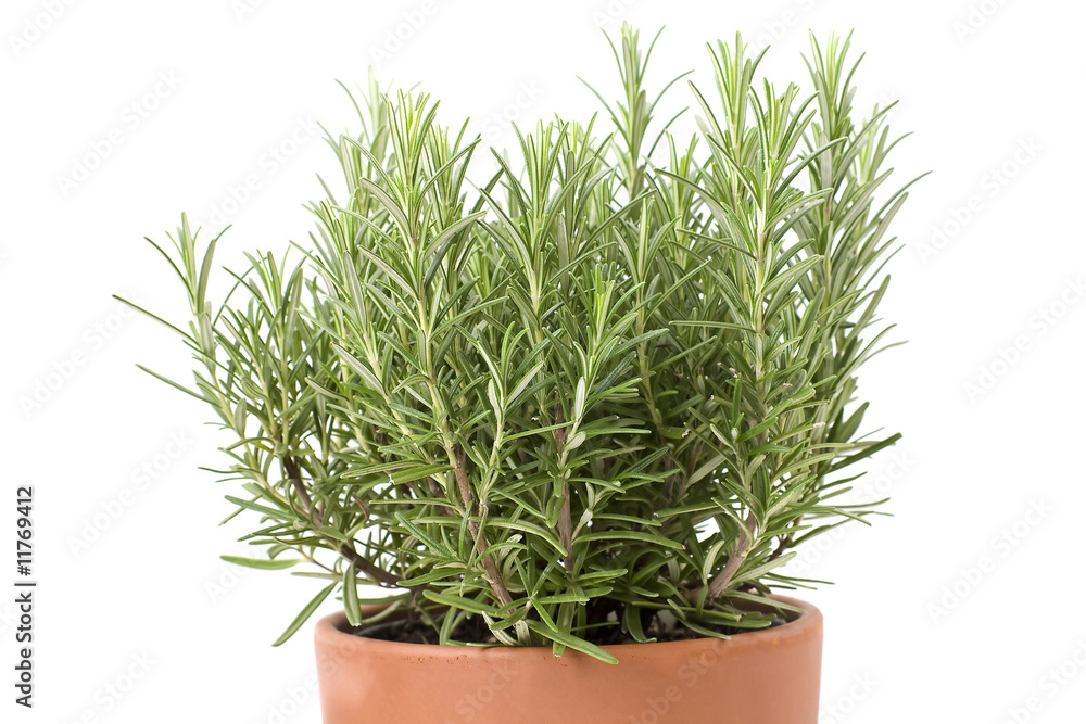 fresh green rosemary fresh green rosemary