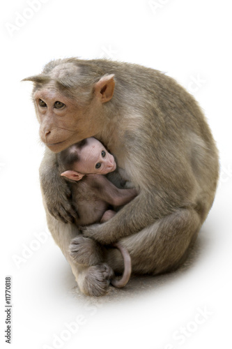 Monkey Macaca Family in Indian Town