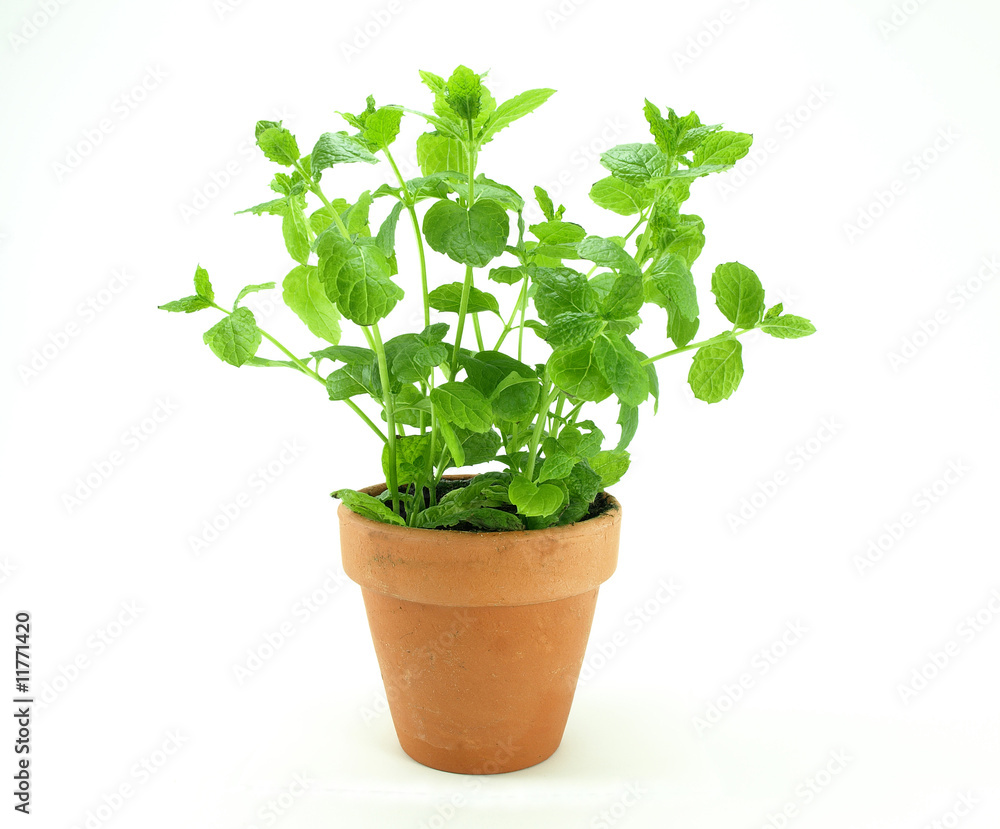 Fresh mint herb Fresh mint herb