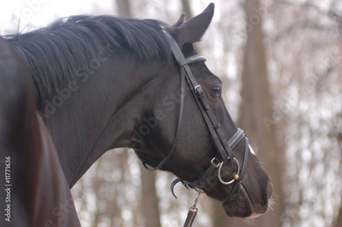 very dark bay horse portrait