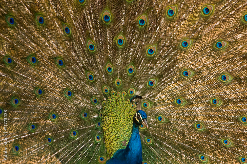 Fototapeta premium Indian Peafowl (Pavo cristatus).
