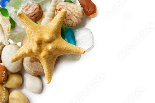Fototapeta Sea shells collection