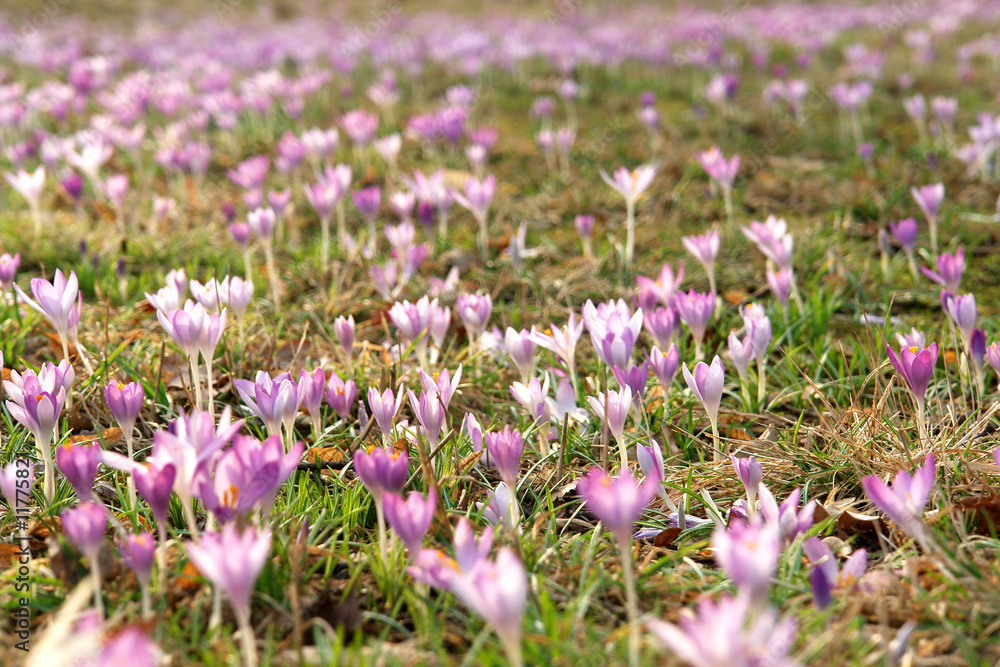 Frühlingserwachen