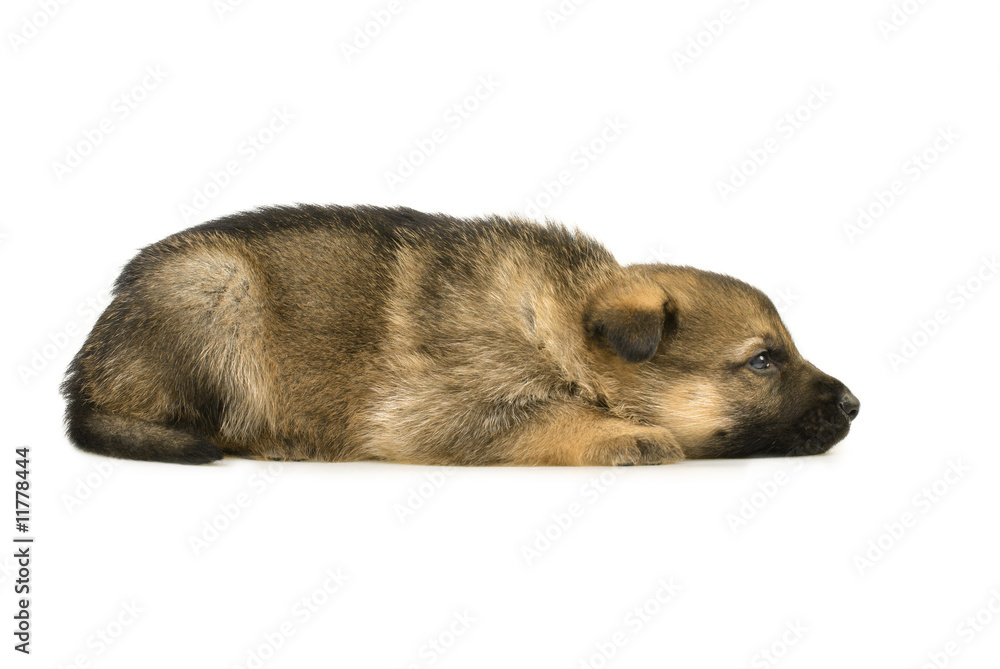 Fototapeta premium laying sheep-dogs puppy isolated on white background
