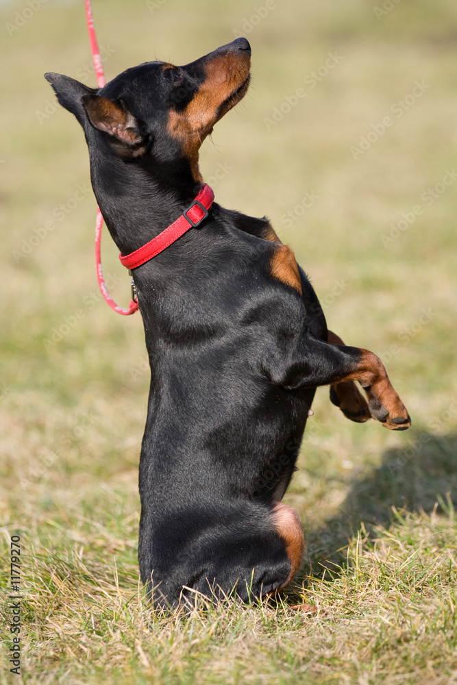 MINIATURE PINSCHER MINIATURE PINSCHER