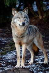 Wandcirkels Wolf Wolf in natuurlijke omgeving  © frank Visler