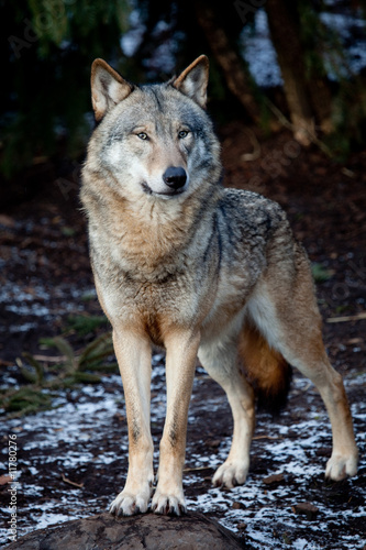 Billede på lærred wolf