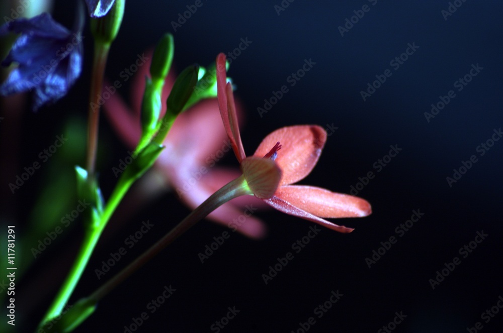 Obraz premium Rote Blume