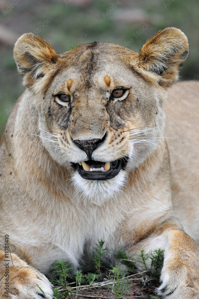 Fototapeta premium Lioness (Panthera leo).