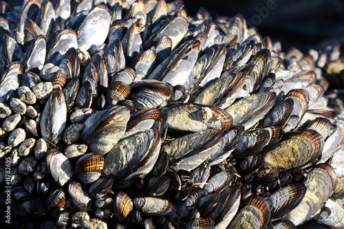 California Mussels (Mytilus californianus) at high tide