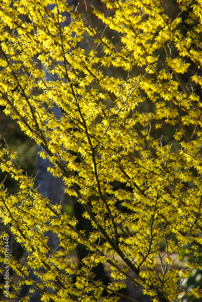 Obraz premium Hamamelis 17