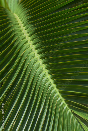 Pattern of tropical palm leaves.