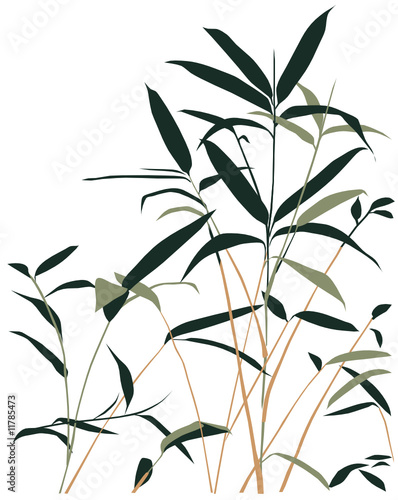 bamboo vector illustration