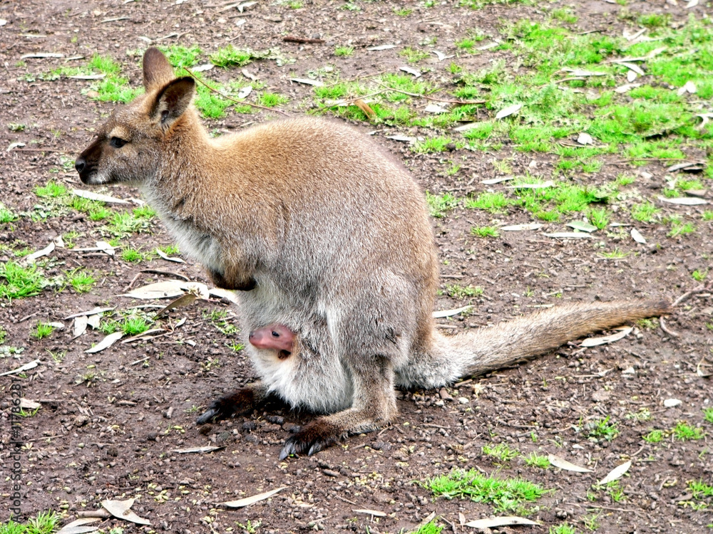 red necked wallaby with joey red necked wallaby with joey