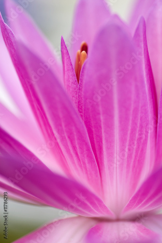 Pink waterlily with shallow depth of field  dof 
