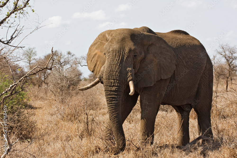 Fototapeta premium African Elephant