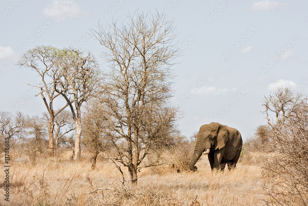 Fototapeta premium Elephant
