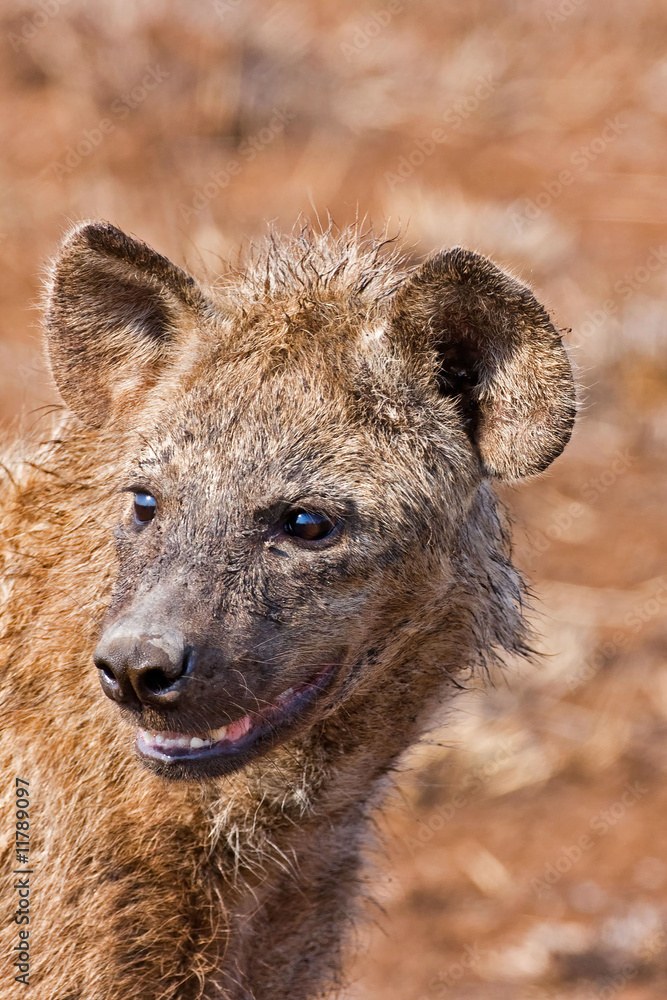 Hyaena