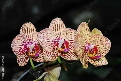 yellow butterfly orchid flowers