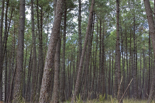 Pine trees.