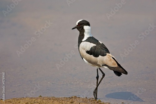 Blacksmith Lapwing Plover photo