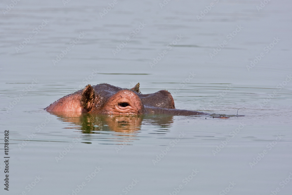 Fototapeta premium Hippopotamus