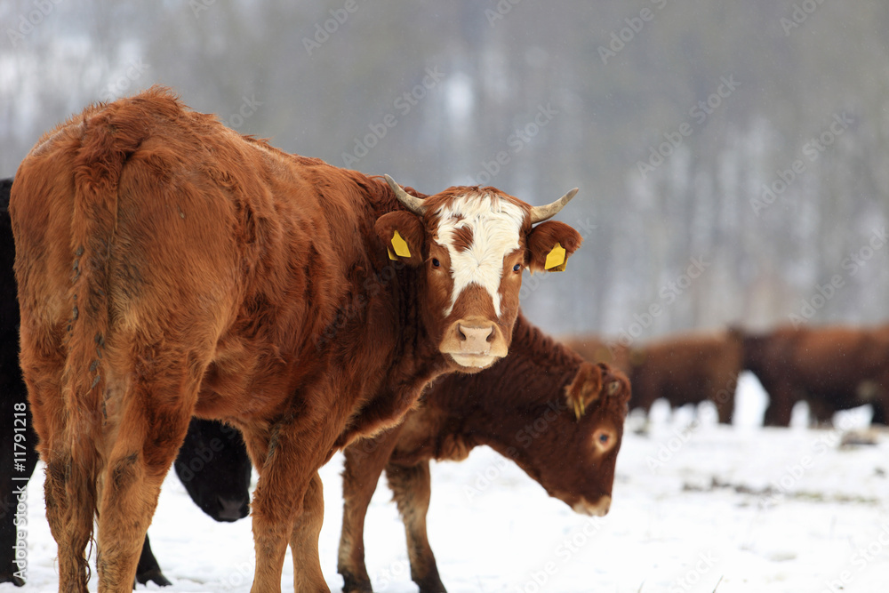 Cows and snow Cows and snow