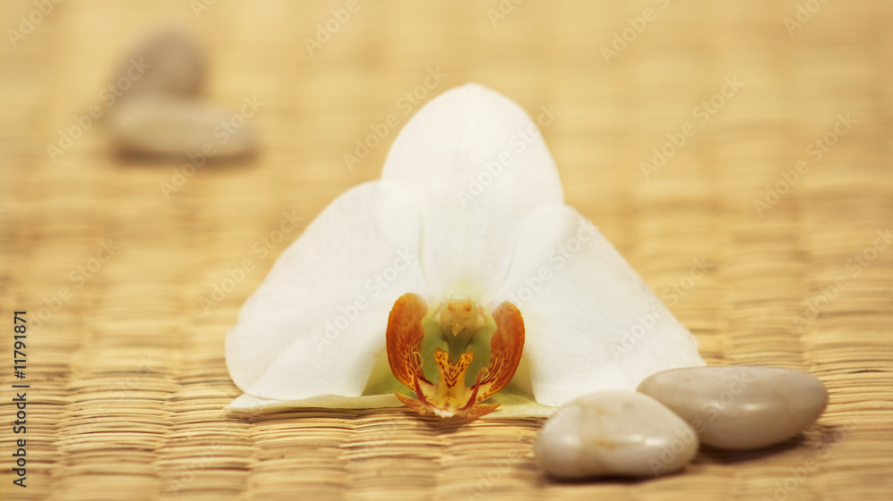 Naklejka premium Orchideen Blüte mit Steinchen